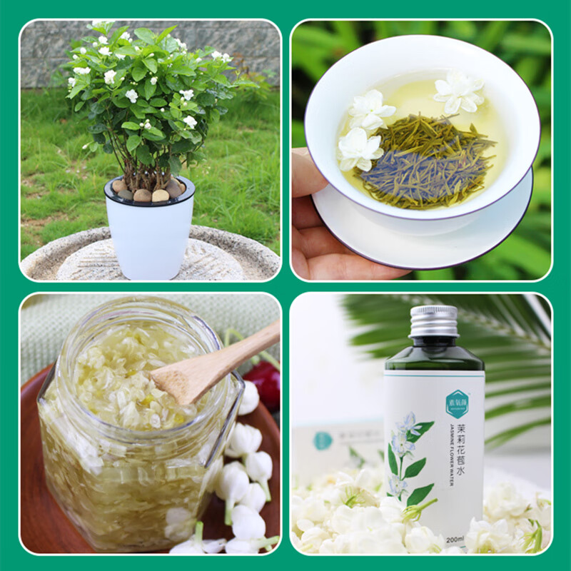 頑冒重瓣香水茉莉花苗双色虎头双瓣盆栽盆景四季绿植花卉老桩树根植物 10年老桩1棵【开花爆满】