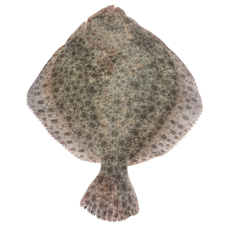 伯贤 多宝鱼海鲜水产新鲜比目鱼鸦片鱼海鱼扁口鱼3条装