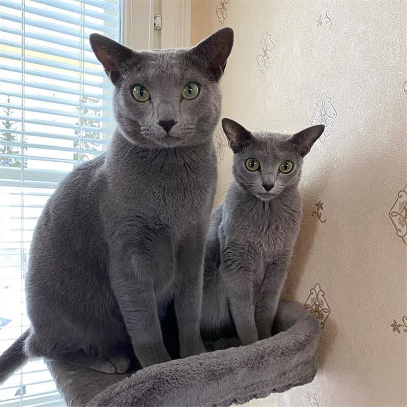 祥记萌奇纯种俄罗斯蓝猫幼猫活体俄罗斯短毛蓝绿眼宠物猫北京猫舍可上门选 宠物级高性价比高么？
