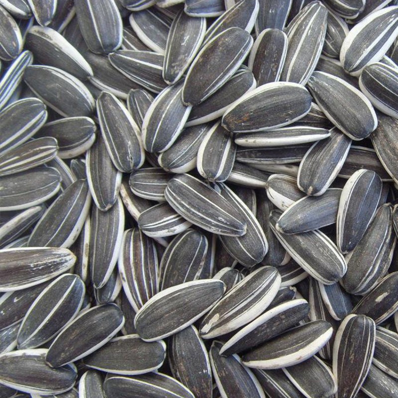 寿禾向日葵种子葵花籽矮杆大颗粒太阳花盆栽春季四季播种种植玩具熊