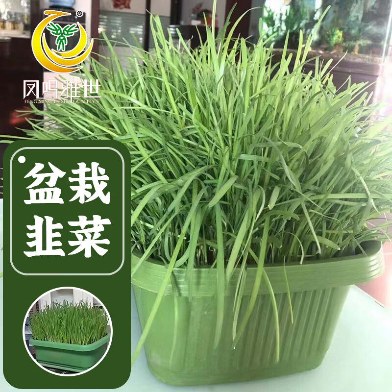 凤鸣雅世韭菜盆栽蔬菜黄韭盆景韭菜根水培韭黄带盆韭菜盆栽套装30*40