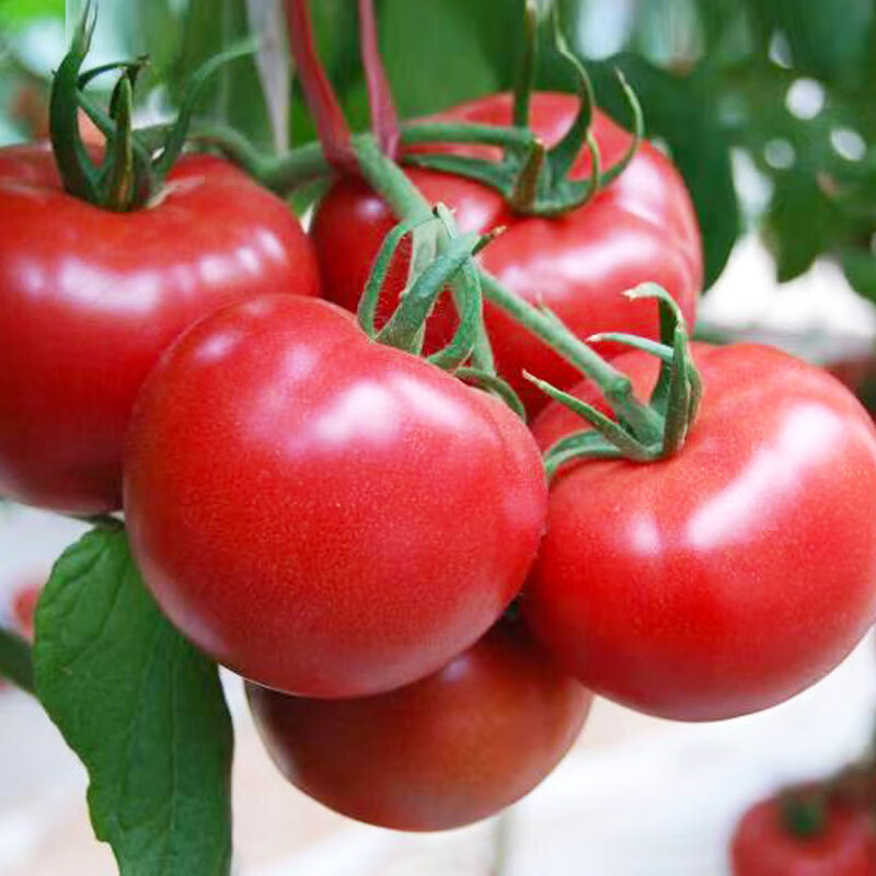 那个网站可以看蔬菜类历史价格|蔬菜类价格比较