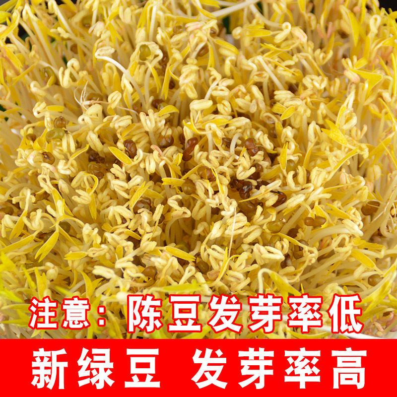 新绿豆1000g绿豆粥解暑绿豆汤笨绿豆发豆芽绿豆糕 专用发芽绿豆5斤