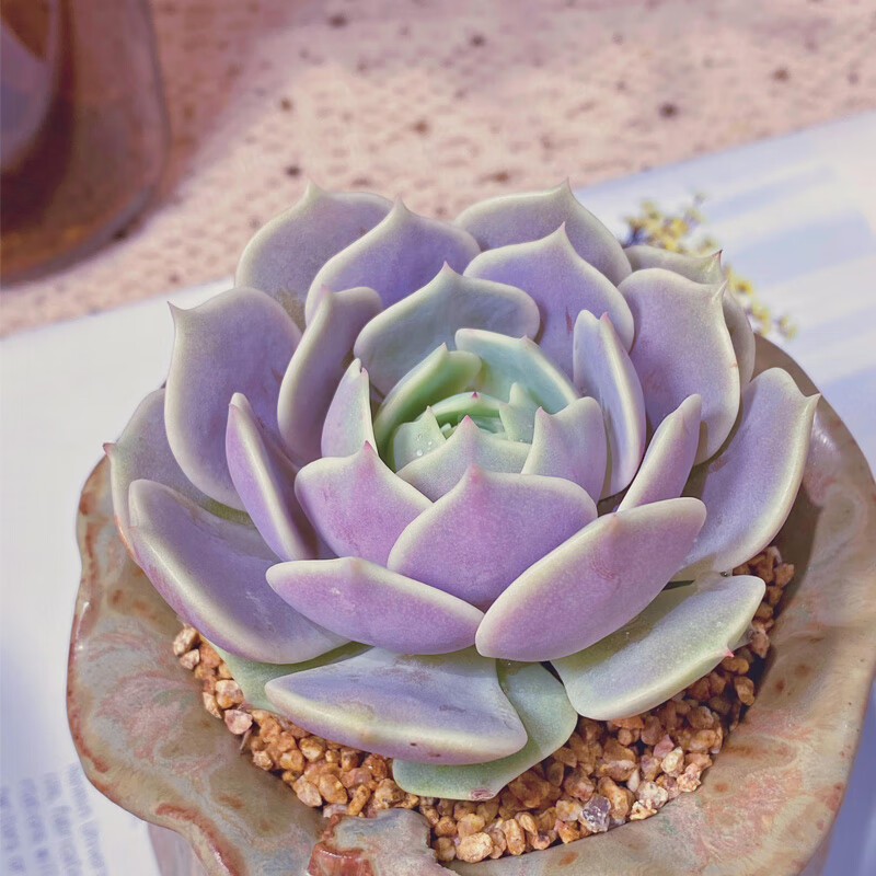 露娜莲多肉植物新手好养阳台萌肉肉办公室内创意小盆栽花卉绿植 露娜