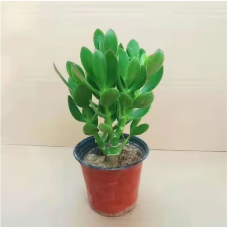 醉花春 玉树 燕子掌花卉盆栽金枝玉叶景天科青索龙属多浆灌木四季常青