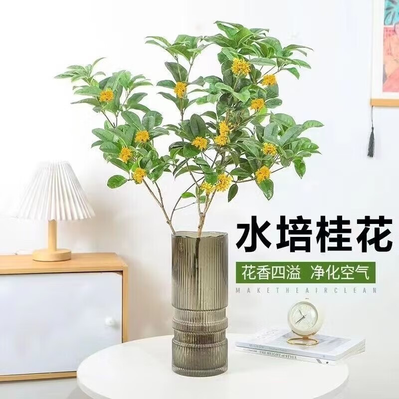 㭉卉桂花树苗盆栽水培植物四季桂金桂浓香型室内好养桌面绿植水养花卉 1颗【30-50cm高】不含瓶