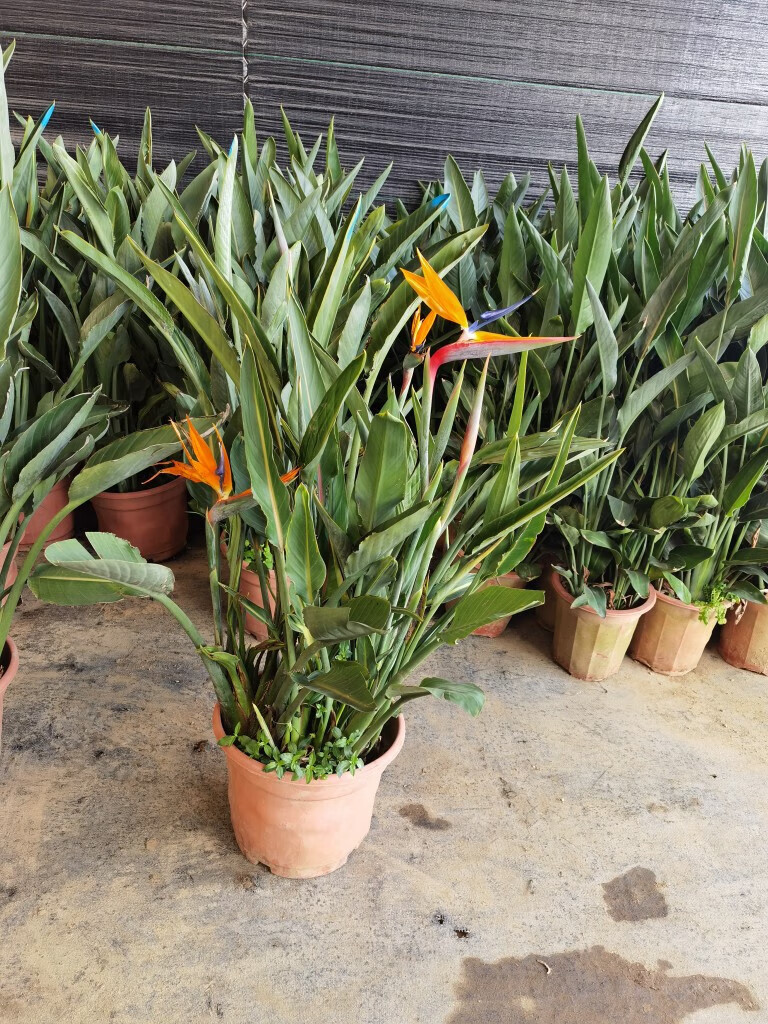 刘不丁鹤望兰红脉开花天堂鸟室内外大型绿植盆栽广州基地发货 1-1.