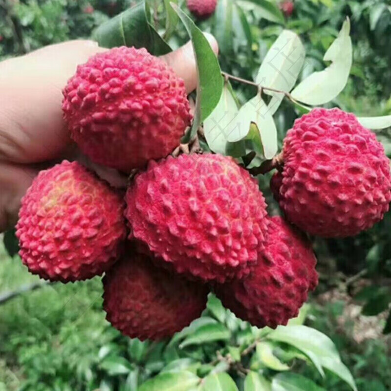 ʱ֦֦װˮɽŴЦ ֦ 3 119.56Ԫ