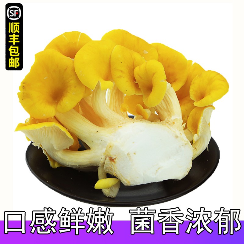 zxc鸡油黄菌榆黄金菇新鲜 云南特产食用菌菇蘑菇煲汤 顺丰 1斤