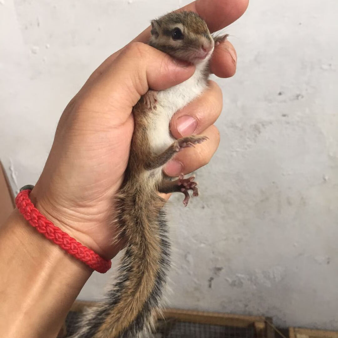 朵芮蜜金花松幼崽亚成花栗鼠奶鼠打过活物养殖场直笼 金花幼崽( 大