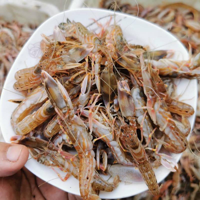 顺丰 新鲜花腰嘎巴虾狗虾夹板虾花豹虾真正海虾 四斤花腰夹板虾