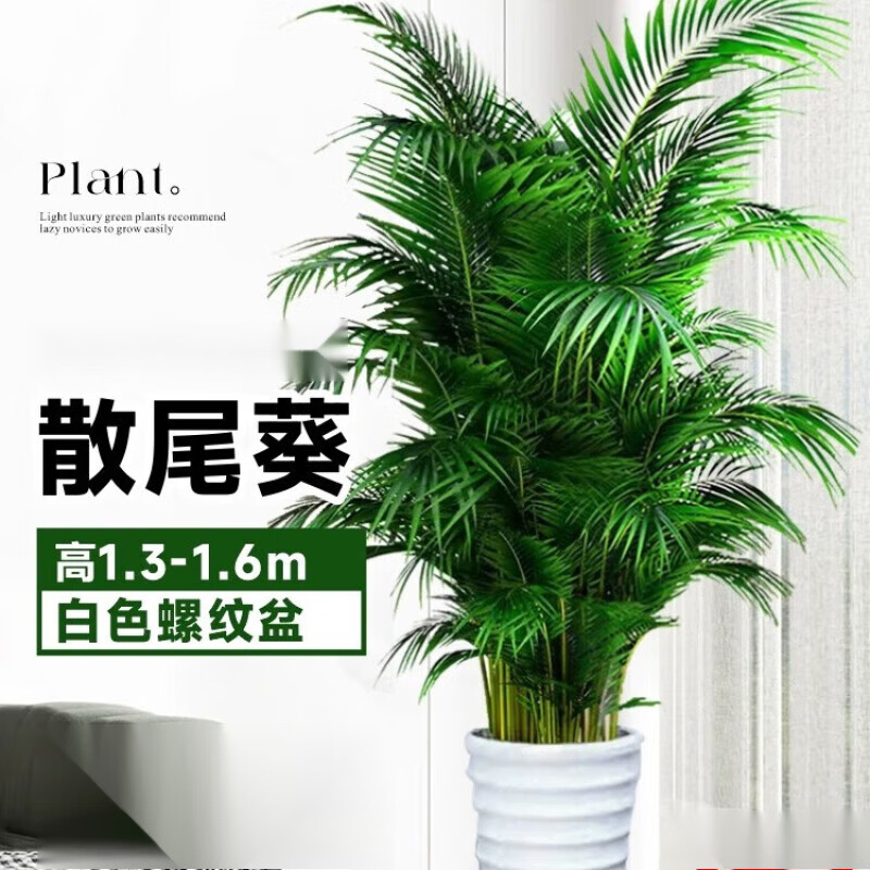 手耕田散尾葵植物盆栽客厅大型绿植室内办公室凤尾竹盆景天堂鸟花卉 散尾葵高1.3-1.6米+螺纹盆 京东折扣/优惠券