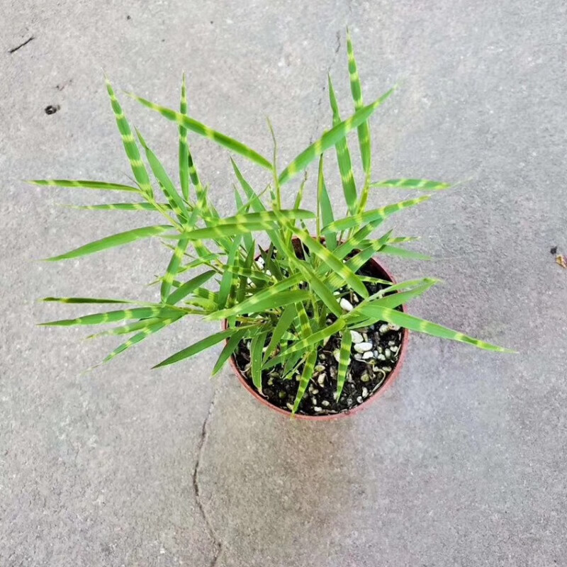 唐花芬阁斑纹竹日本山野草虎斑风竹斑入风竹澳洲风竹菲白竹盆栽虎斑竹