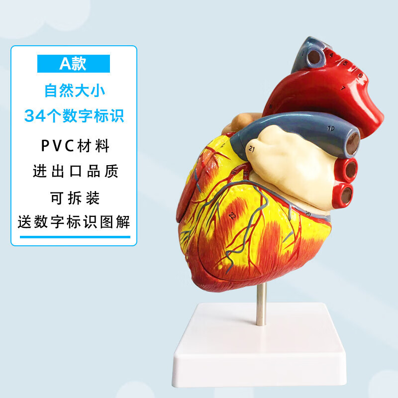 标准1:1人体心脏解剖b超3d模型血液循环可拆卸自然大医学教学模型