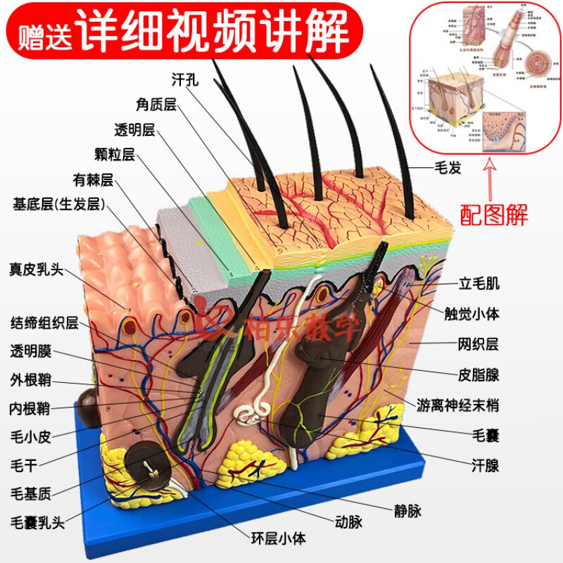 立体皮肤组织结构放大模型 立体皮肤组织结构放大模型层次人体构造