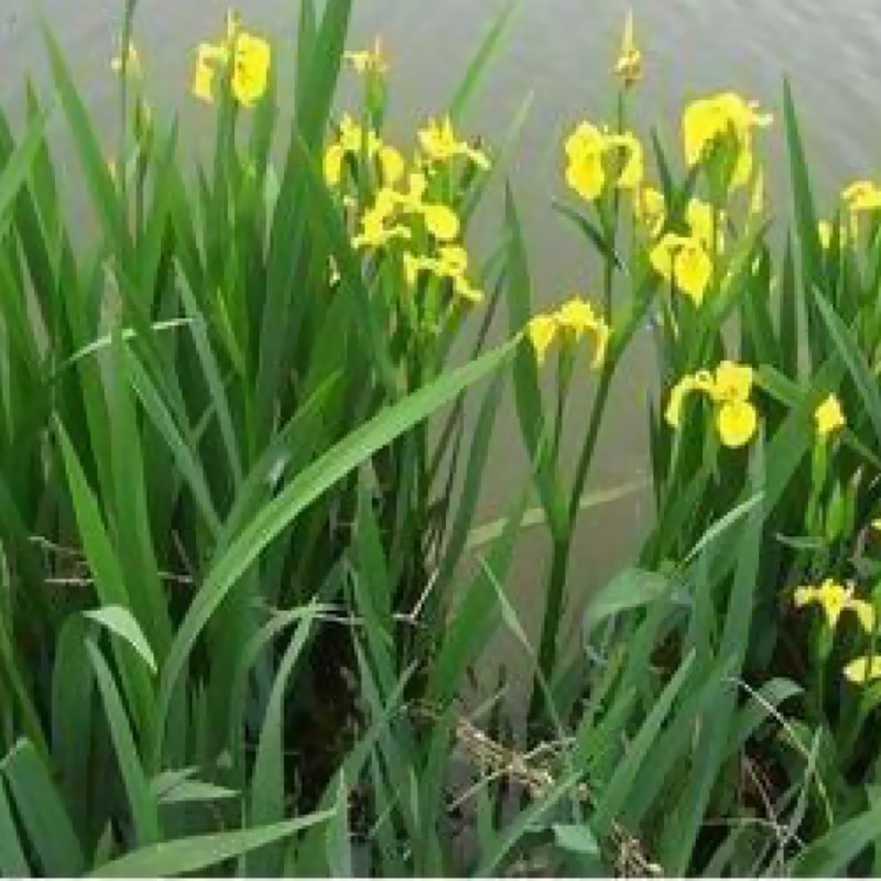 晗畅水生植物再力花苗池塘植物 黄菖蒲(10棵)