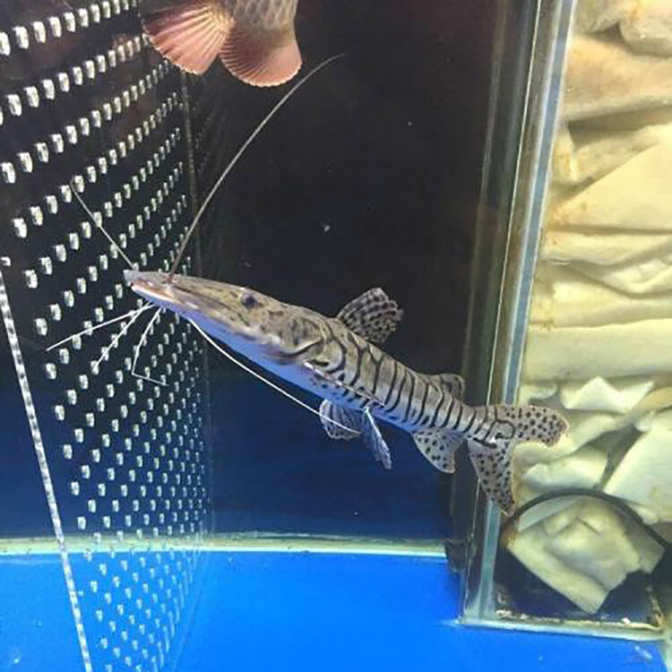鸭嘴鲨鱼活体虎斑鸭嘴鲨斑马虎纹淡水鲨鱼大型凶猛热带观赏鱼好养