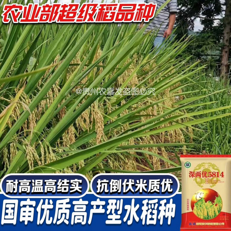 农喜发深两优5814国审高产杂交水稻种子长粒杂交水稻种高产谷种中稻