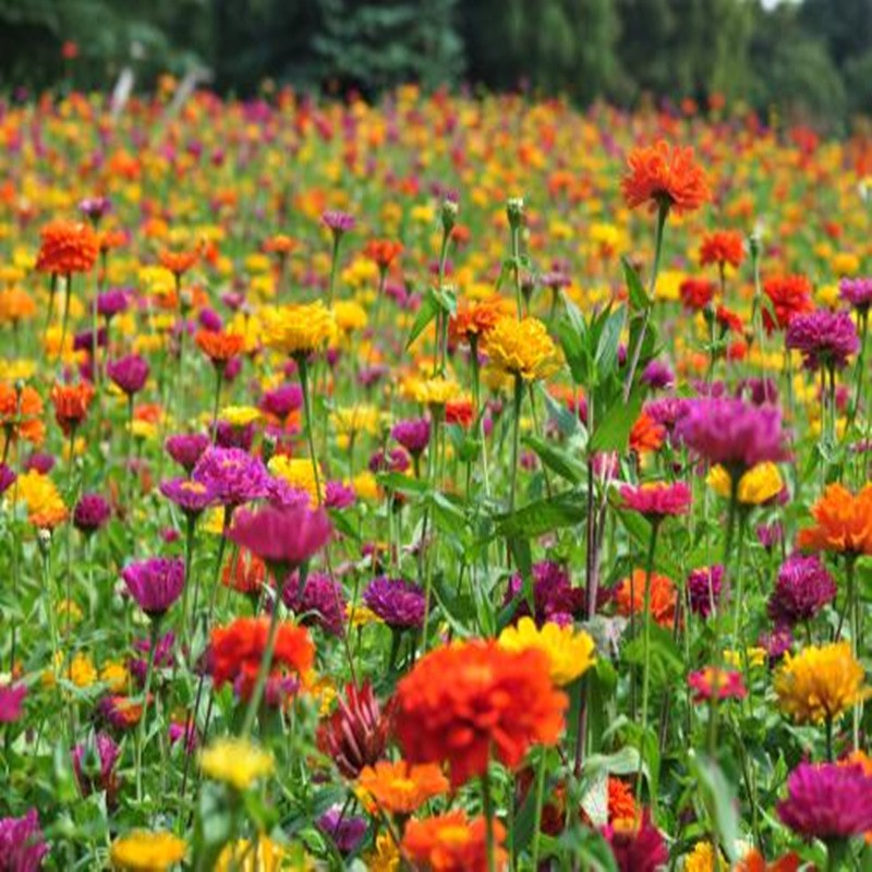 花友秀 百日草种籽 高杆百日菊种子 花卉种子 易种庭院道路花海种植混