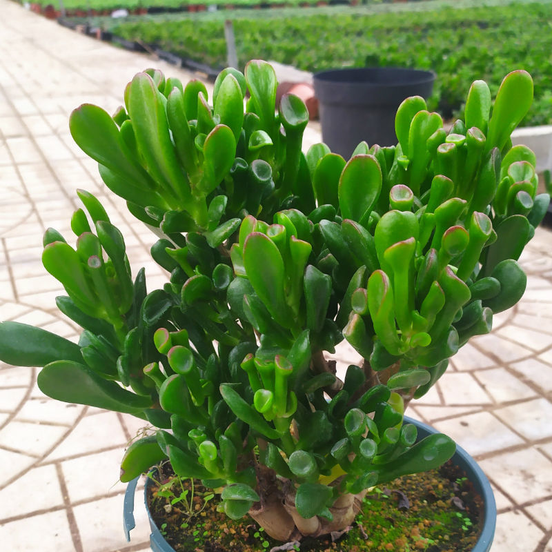 吸财树多肉植物盆栽雅乐之舞红背椒草老桩绿植花卉多肉 特惠【吸财树5