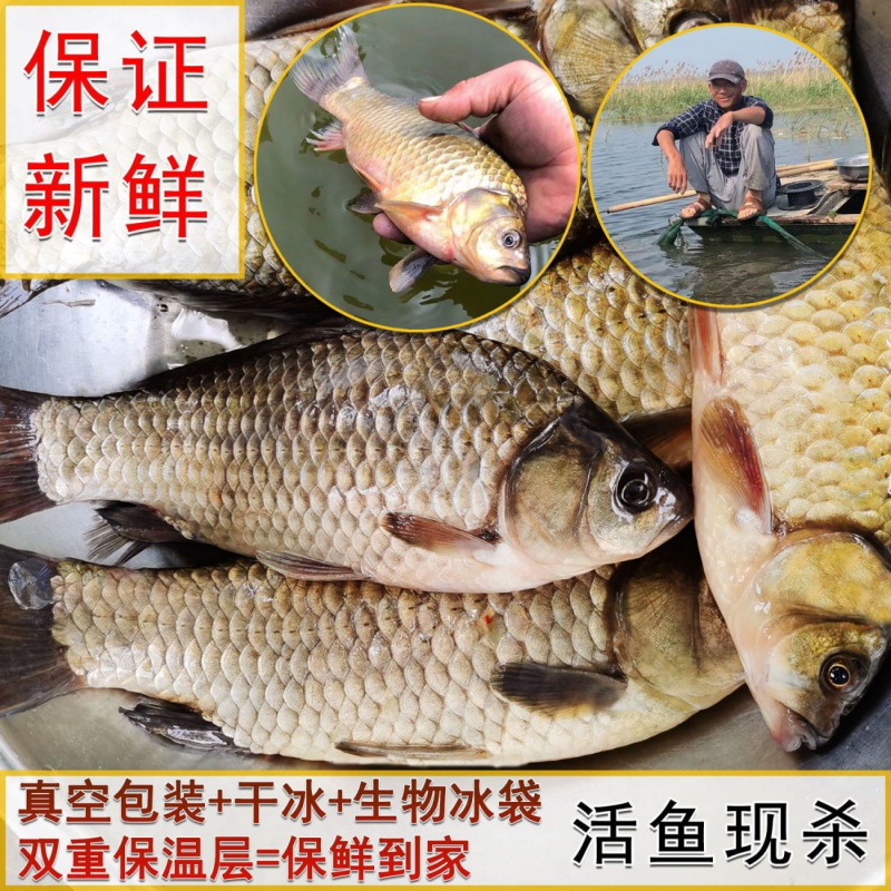 御泸鲜湘微山湖正宗鲫鱼新鲜活鱼现杀大小土鲫鱼孕产妇滋补孕妇月子