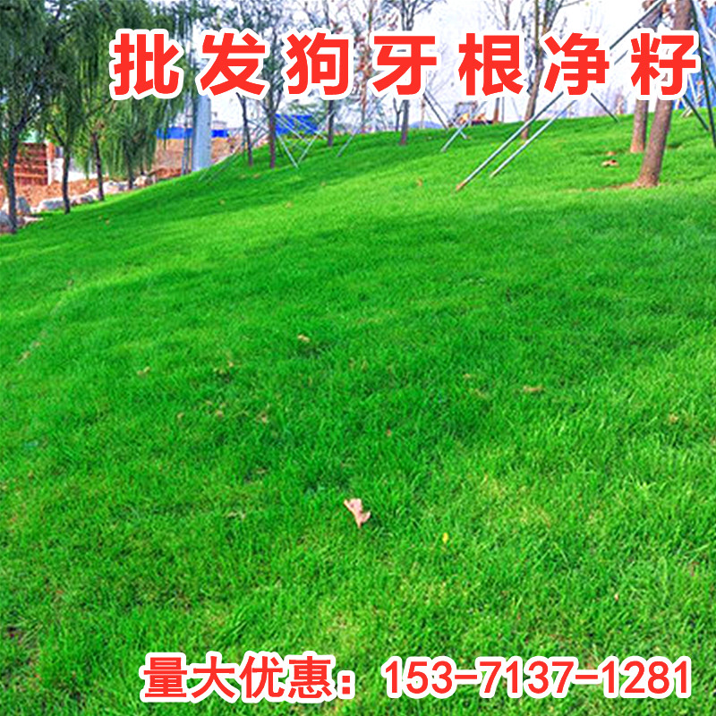 楚风汉韵狗牙根草籽耐热耐旱耐践踏护坡固土草坪种子绿化工程草籽楚风