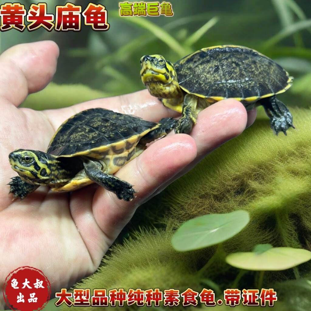 亚洲巨型龟庙龟苗大型巨龟素食龟吃菜龟半水龟养龟活体乌龟活体龟