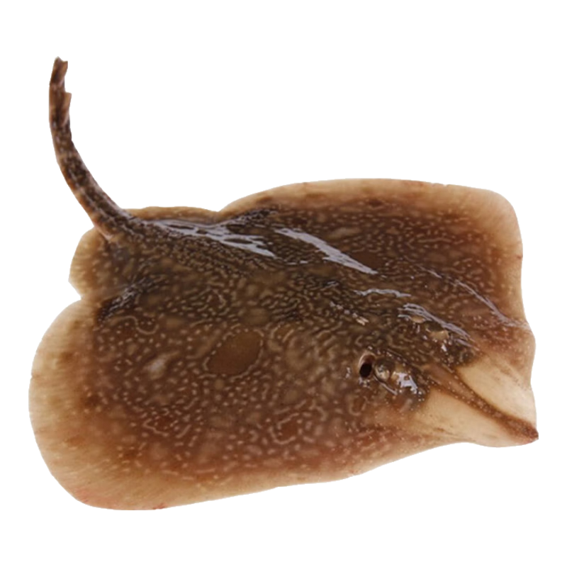 GREENHOW 新鮮老板魚冷凍海鮮水產(chǎn)魔鬼魚鰩魚整條海魚蝶魚軟骨魚 5斤裝（1斤左右/條）