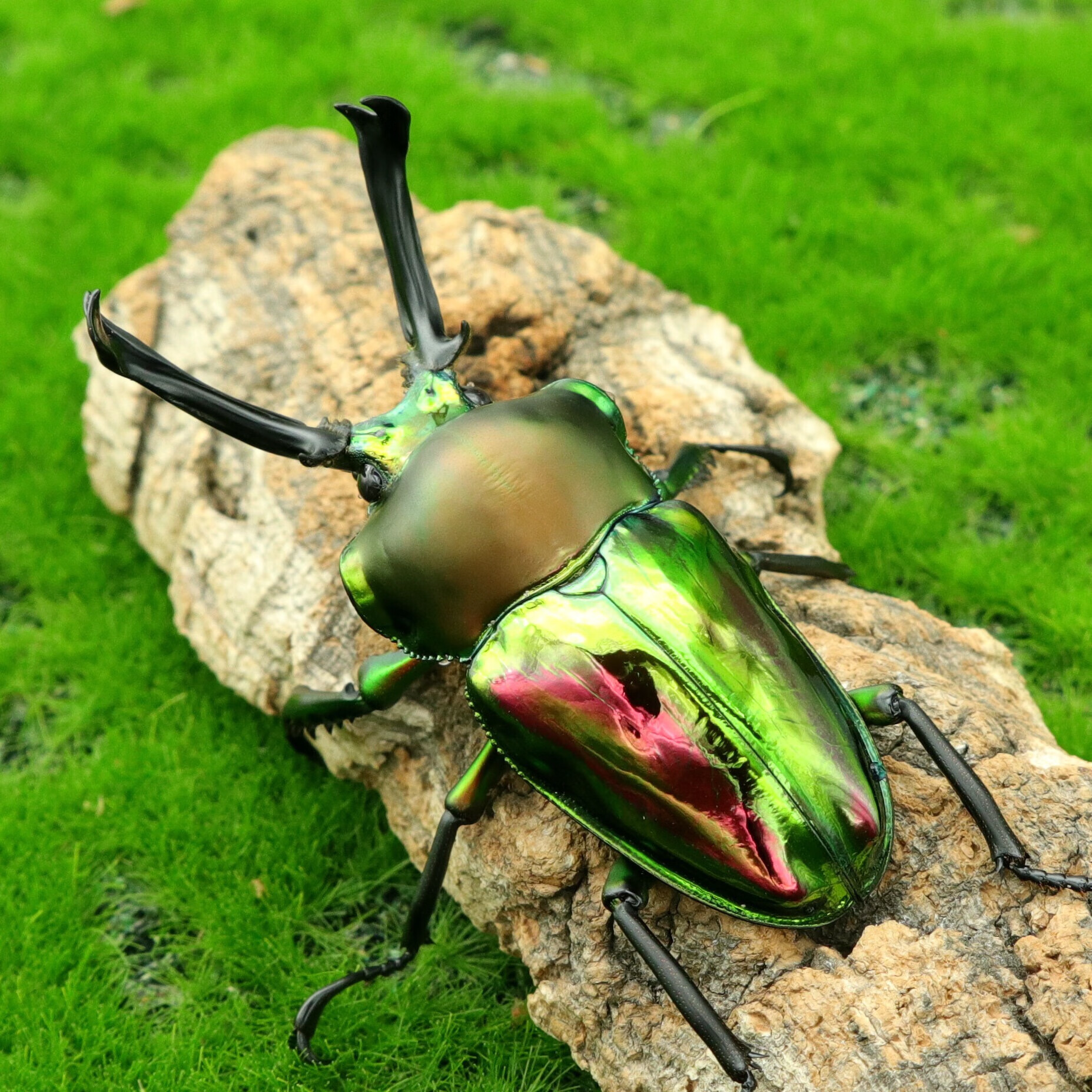 麦基乐彩虹锹形虫虫独角仙甲虫爬宠活体锹形虫昆虫中国大扁兜虫 三龄