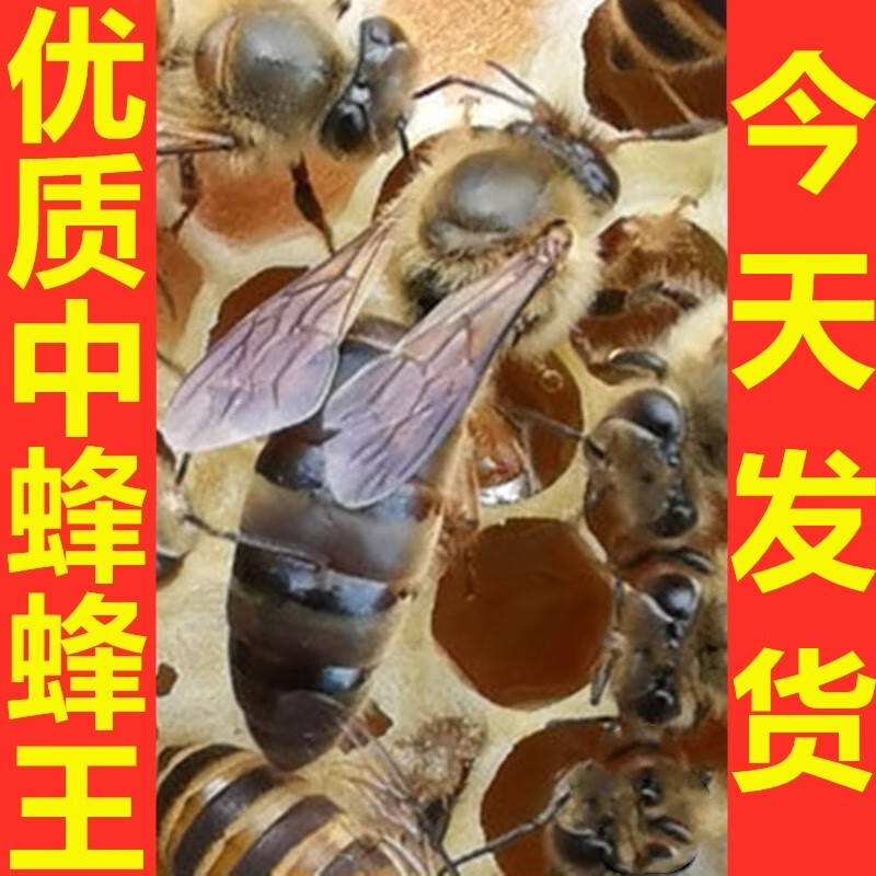 中蜂蜂王种王活体优质红背王产卵王阿坝王土蜂王新开产王高产王 华南