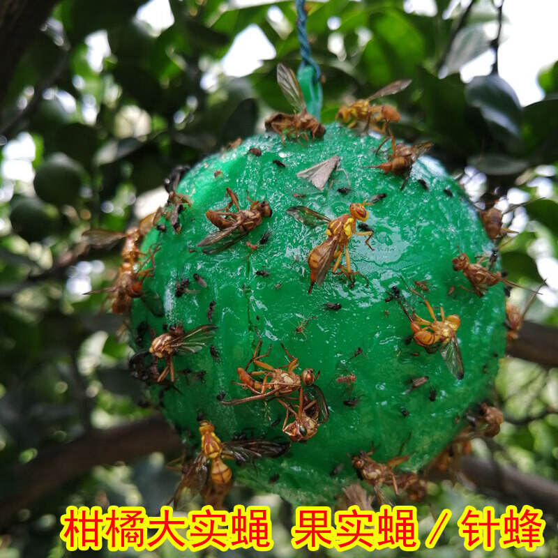 柑橘大实蝇粘虫球黄板果树花园灭果蝇苍蝇食蝇贴针蜂 [果园用][10个