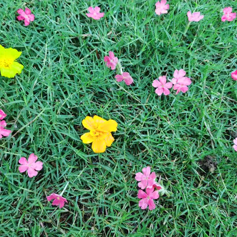 萌蕴(mengyun)草坪种子草籽四季常青绿化草花点缀免修剪耐寒耐旱耐