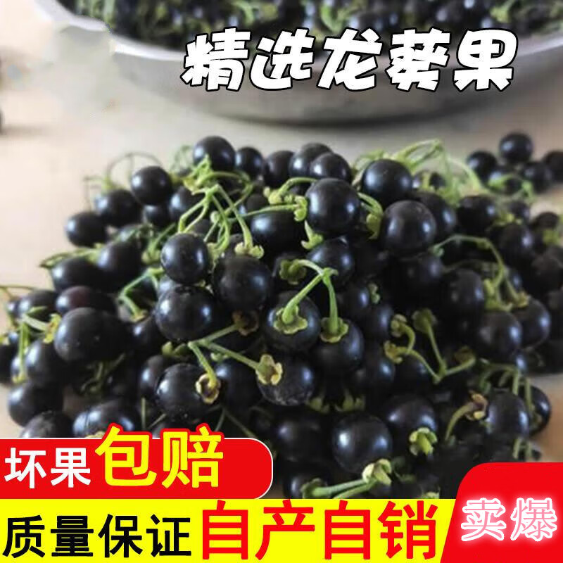 尚蔻【新鲜采摘】新鲜龙葵果野生500g克黑天天黑悠悠黑呦呦黑星星水果