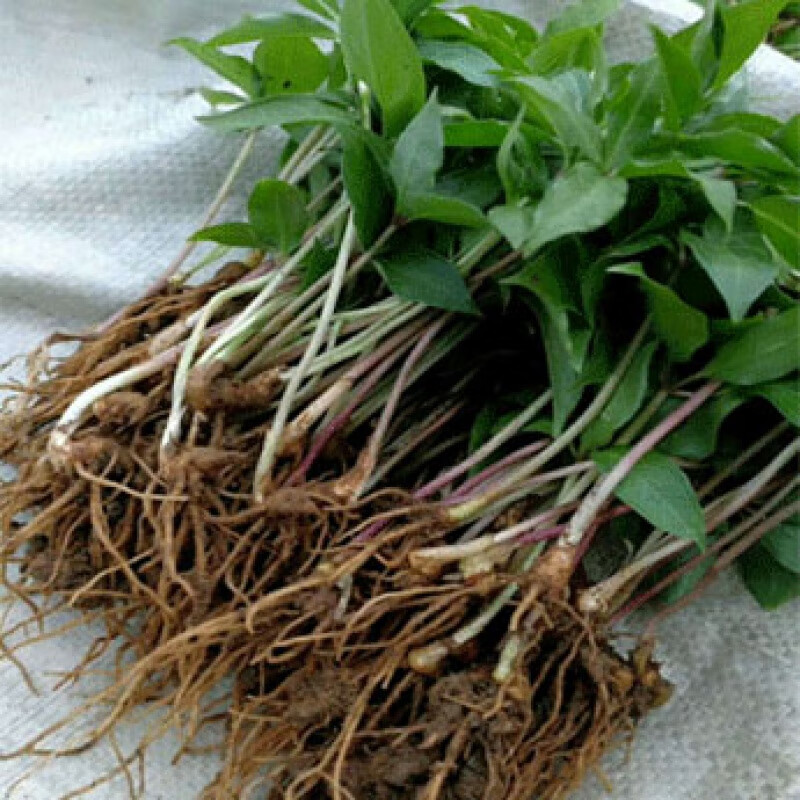 花支蕊正宗重楼苗七叶一枝花种苗高杆华重楼中药材种植苗重楼小苗 粉