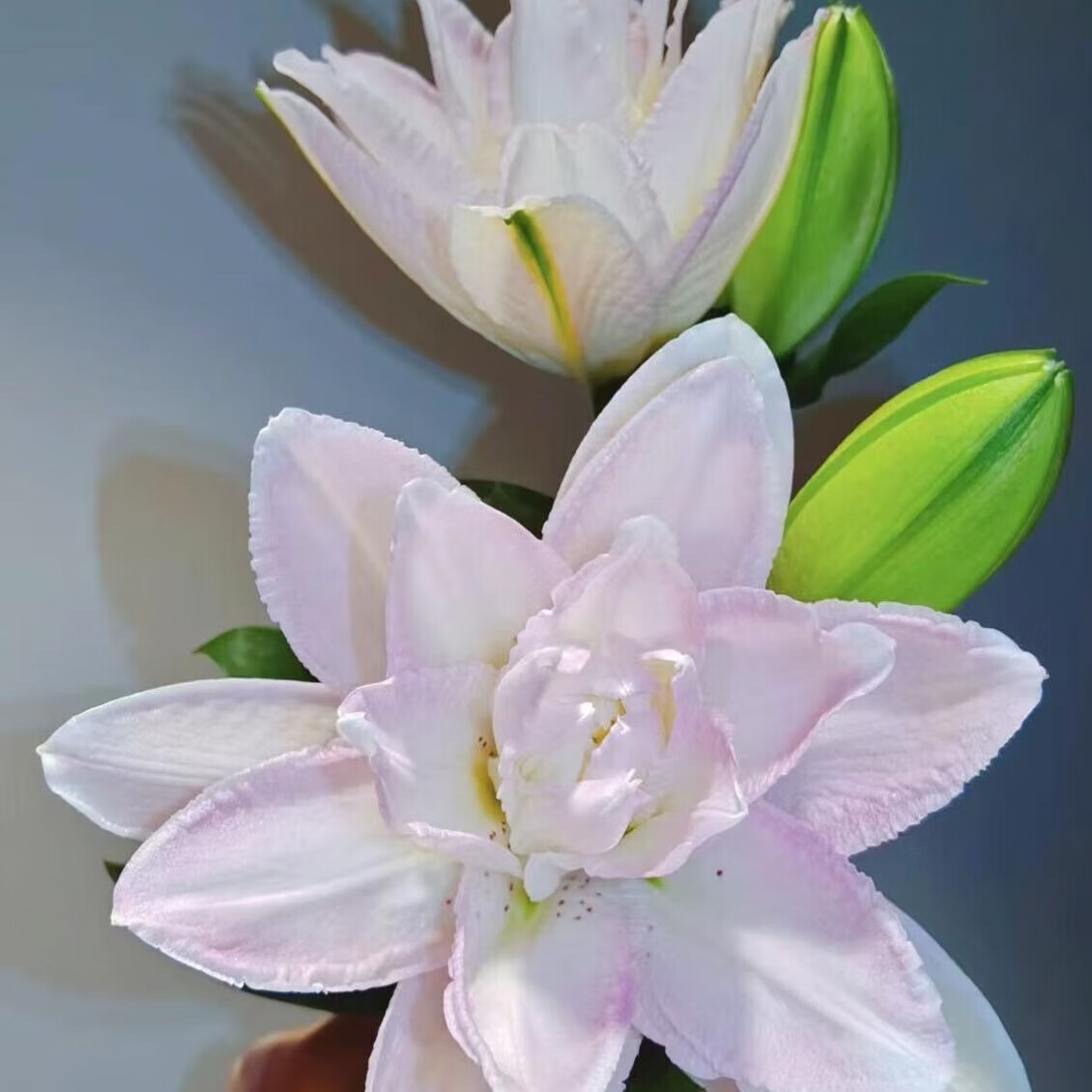 重瓣百合幻视/粉莲花 10/12花苞赠可利鲜