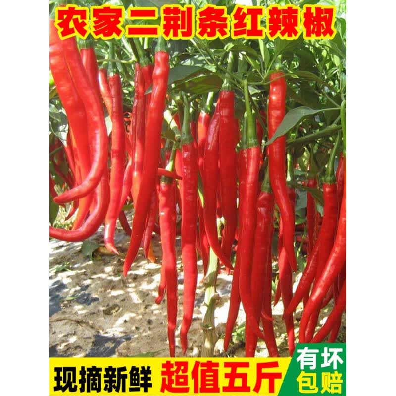 现摘现发新鲜红二荆条辣椒红线椒尖椒杭椒大红辣椒小米椒剁椒蔬菜 1斤