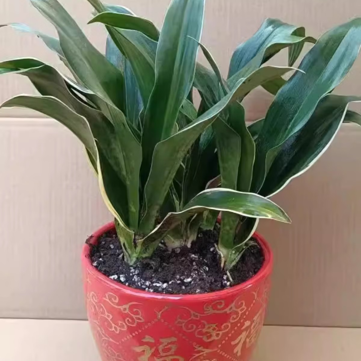 姜南中华红果青叶万年青乔迁之喜吉祥花卉客厅阳台盆栽绿植四季常青