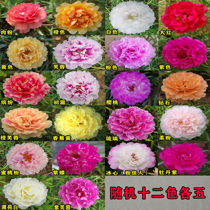 带花苞发货四季开花新品进口苗混色宿根花卉盆栽 随机十二色各五枝