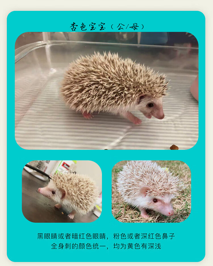 刺猬幼体(颜色备注) 疫苗已打