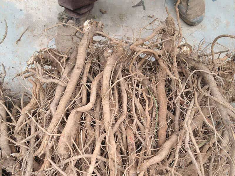 千斤拔中药材 千斤拔500g中药材一条根钉地根千金拨 钻地风中草药