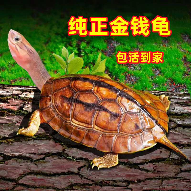 纯正金钱龟乌龟活物越南石金钱龟苗小青龟桌面宠物海南种闭壳乌龟 2-3