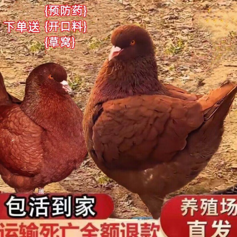 鸽子大体元宝鸽观赏鸽公斤巨型元宝种鸽成年二斤左右 大型红色元宝
