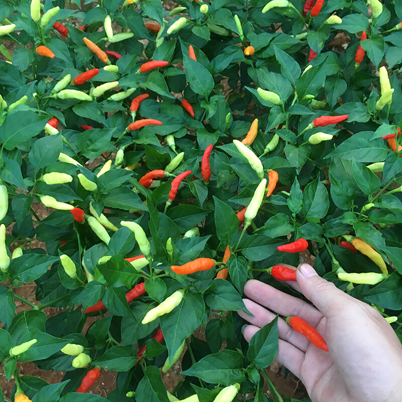 500g江西赣州农家小米椒辣椒干辣特辣红赣南土特产朝天椒 特产朝天椒