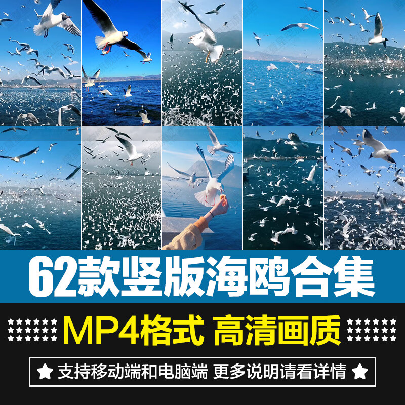 竖版海鸥鸟类特写实拍海边空中鸟群旅拍后期剪辑短片视频素材
