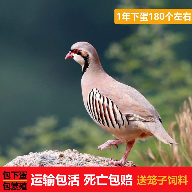 青年鹧鸪一公一母【2只】