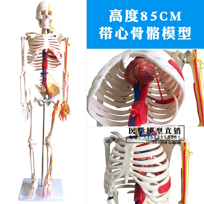 人体骨骼模型45 85cm骨架模型 人体脊柱脊椎模型医院用骨骼骷髅 85