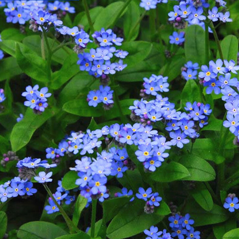 蓝色勿忘我种子勿忘草 四季开花易种草花室内庭院阳台