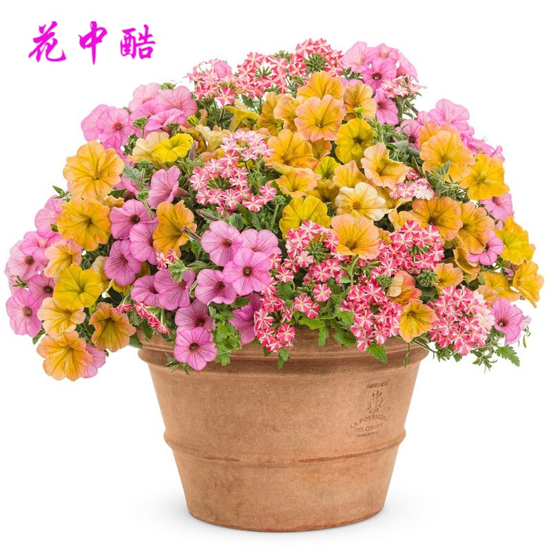 花中酷  重瓣垂吊矮牵牛花种子 矮花籽适合冬天种的花种 四季播种室内