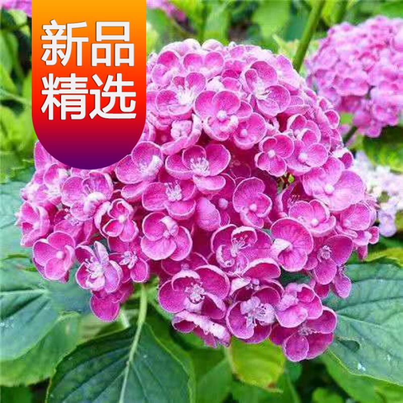 夏花 相关京东优惠商品 价格图片品牌优惠券 虎窝购