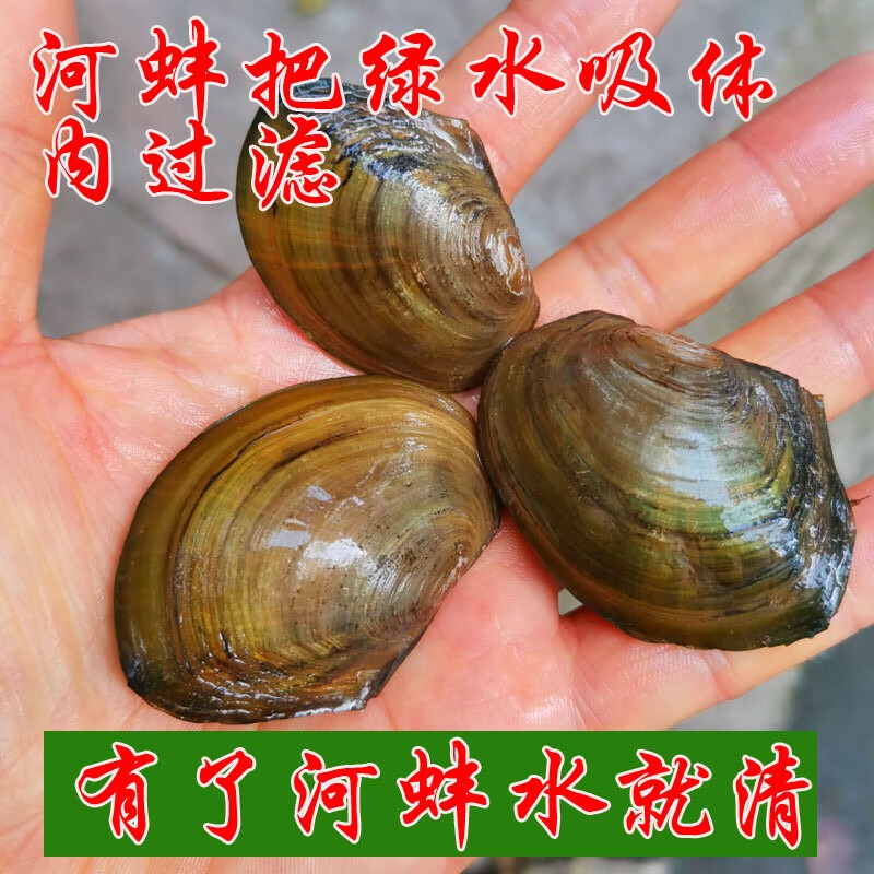 专吃鱼屎粪便黄金小河蚌河蚬淡净水观赏螺鲜活物黑金刚贝壳苗活体 大缸套餐【除藻、除粪、观赏】
